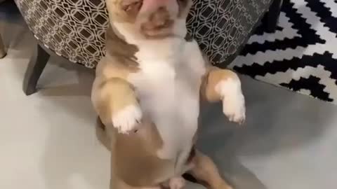 Pitbull puppy best dog breeds