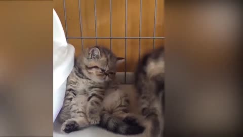 cute CATS funny video