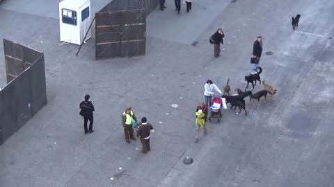 Pack of stray Dogs attack a Police Dog