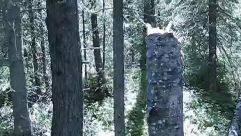 Bigfoot Scares Bowhunter