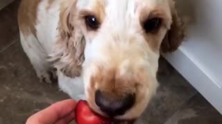 Dogy Likes To Eat Strawberry