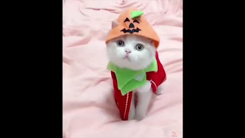 Sweet cat's baby- punny video