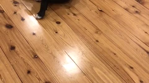 Black and white dog chases tail on hard wood floor