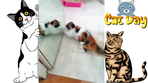 angry cat, cat fight, funny cat, cat video, cat, cat lover