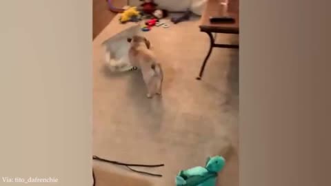 😹🐶Best Funny Cats and Dogs Videos