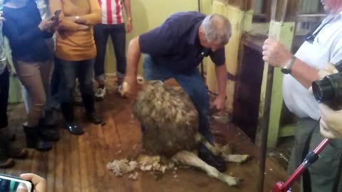 Sheep Shearing in New Zealand