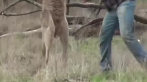 Man punches KANGAROO to save dog