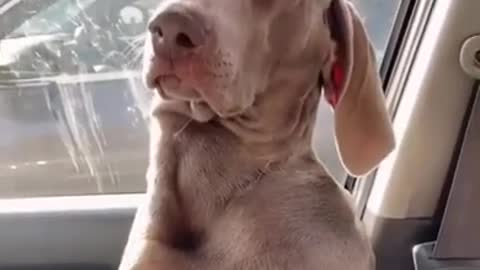 This dog is very sleepy and tries to stay awake