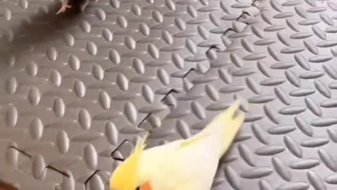 These cockatiels love their own footstep sound #viral #ytshorts #shorts #cockatiel #trending #asmr