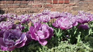 Tulip Garden at Hampton Court palace