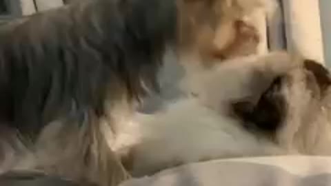 Yorkie gives love to reluctant cat