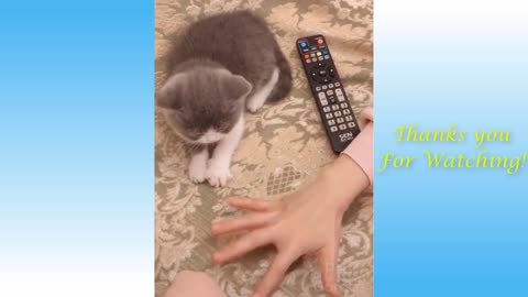 Cute Pets And Funny Animals with interesting videos...
