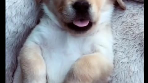 Cute Puppy Being Used as a Phone - TikTok Dogs (Funny Animals #402)