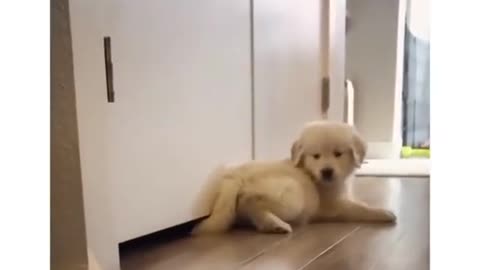 Adorable Puppy 😍 A Cute Puppy Video 2021