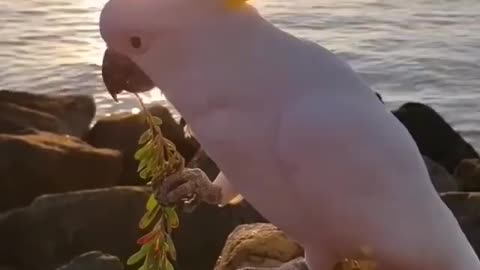 White Parrots on beach