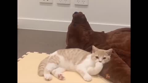 Fantastic video funny cat