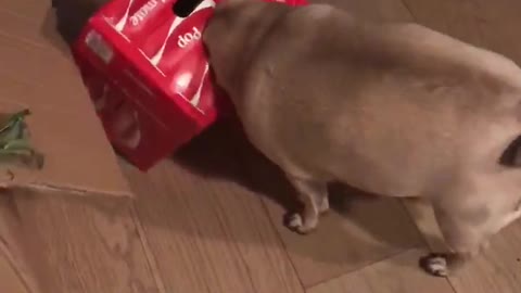 Poppy the Pug Gets Head Stuck in Soda Box