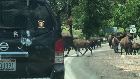 Hundreds of buffalo with babies crossing in Custer South Dakota