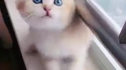 Cute baby cat video