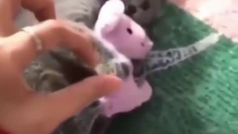 cute kitten won't give toy to owner