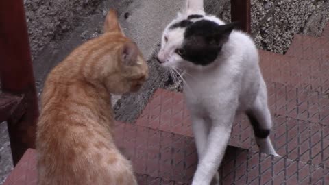 Two Cat Angry with eachother