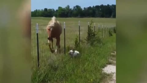 Horses having fun with dogs
