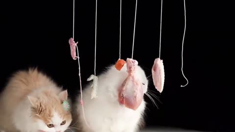 ASMR Cats & Kittens Eating Sounds Effects