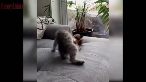 The Best FUNNY CATS Videos - Funny Animal