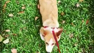 Corgi on red leash laying on grass being dragged