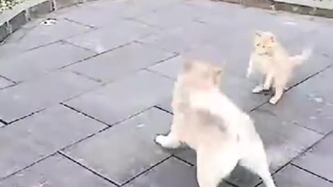 Dog And Cat Fighting - Dog VS Cat Funny Fights Compilation...