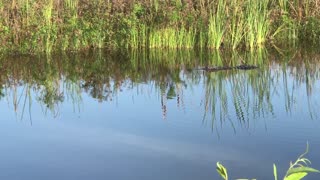 Alligator Swimming in Florida Canal