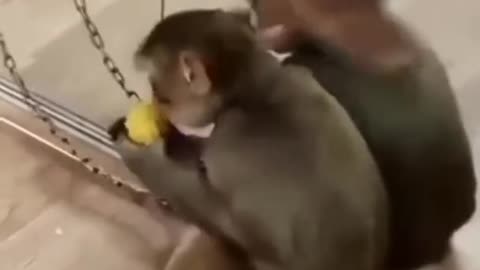 monkey video pet monkey ||