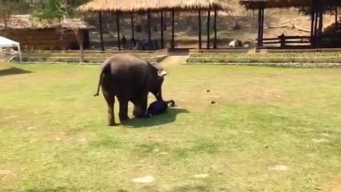 Mommy Elephant Protects Her Caregiver When She’s Being “Attacked”