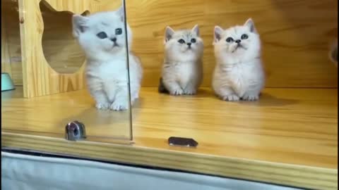 Five short-legged kittens