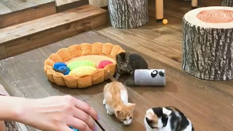 Playing with a cute cats.