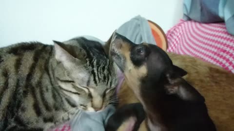Cat gets ear cleaning service from canine pal