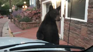 Manitou Springs Bear Comes Up Close