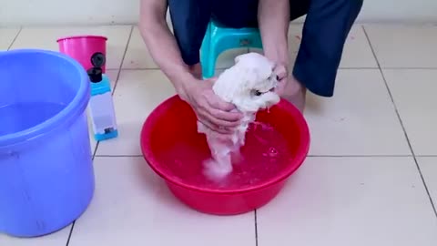 First Cute Pomeranian Puppy Bath | Funny Dogs Puppies | Min Puppy dog #6