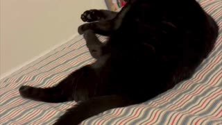 Adopting a Cat from a Shelter Vlog - Cute Precious Piper Relaxes on a Cozy Bed #shorts
