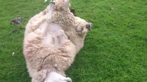 fat sheep gets saved