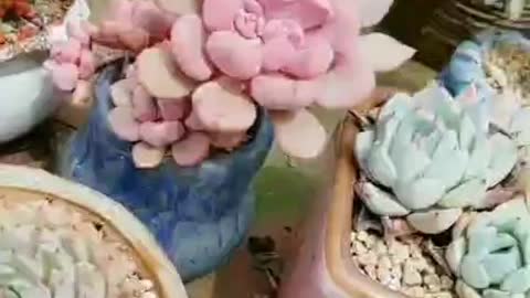 Looking at these beautiful succulents will make you feel good