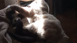 Scrappy Vs Rambo Cat Battle