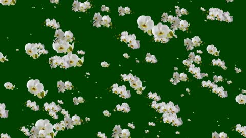 White flowers animation on green background.