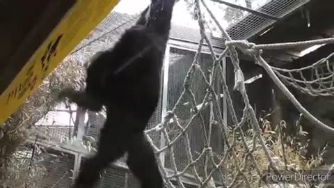 A monkey jumping around