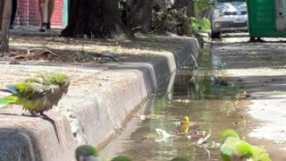 Colorful Parrots Bathe in a Puddle