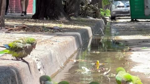 Colorful Parrots Bathe in a Puddle