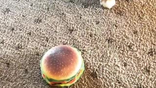 Cachorro confundido completamente desconcertado por una hamburguesa de juguete