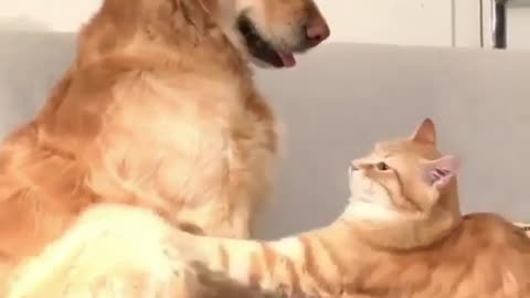 Happy playing with golden retriever and cat