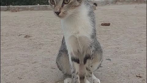 Mama Cat Takes Back Crying Kitten From Toddler#shorts video