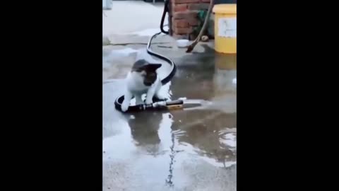 Cat is playing with water